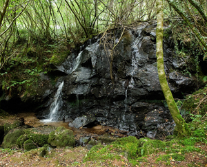 As Somozas es un municipio Pet Friendly de Ferrolterra